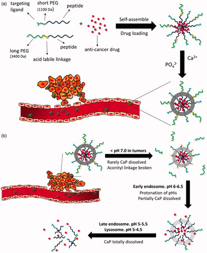 Figure 5. (a) Formation of DOX-loaded nanoparticles with calcium phosphate mineralization layer. (b) Illustrative structural transition of nanoparticles at different in vivo conditions (adapted from Wang et al., Citation2017).