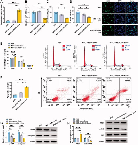 Figure 7. MSC-exosome-mediated transfer of circDIDO1 suppresses the activation of HSCs by PTEN/AKT pathway. (A–H) LX2 cells were co-cultured with PBS, MSC-circDIDO1 Exo or MSC-vector Exo. (A) qRT-PCR analysis of circDIDO1 and miR-141-3p expression level in LX2 cells after incubation. (C, D) The proliferation ability analysis of LX2 cells using CCK-8 and EdU assays. (E, F) Flow cytometry for cell cycle and cell apoptosis in LX2 cells. (G, H) Western blot analysis for the protein levels of α-SMA, collagen I, PTEN, AKT, and p-AKT in LX2 cells. *p < .05, **p < .01, and ***p < .001.