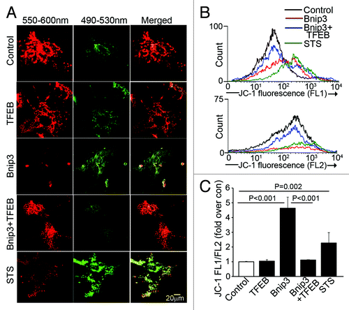 Figure 7. Forced expression of TFEB accelerates clearance of BNIP3-permeabilized mitochondria. (A) Representative confocal images of NRCMs adnovirally transduced with BNIP3, TFEB, BNIP3+TFEB (each at MOI = 100); and LacZ control (added to make total MOI = 200 in each group) for 48 h, demonstrating expression of JC-1 mitochondrial stain. Emission wavelengths employed for imaging the red and green fluorescence are depicted. Staurosporine (STS; 5 μmol/L for 2 h) was added as positive control. (B) Flow cytometric analysis of JC-1 expression with representative traces demonstrating green fluorescence (FL1 channel, B, top) and red fluorescence (FL2 channel, B, bottom). Control is depicted in black, BNIP3 in red, BNIP3+TFEB in blue and staurosporine in green. (C) Quantitation of ratio or FL1/FL2 fluorescence of JC-1 expression in NRCMs treated as in (A). p values depicted are by post-hoc test after one-way ANOVA (n = 3–6/group).