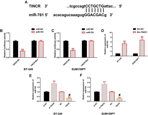 Figure 4 Positive regulation of TINCR on miR-761. (A) Binding sites of TINCR and miR-761 were found in miRDB. (B and C) The results of dual luciferase gene report showed that miR-761 in BT-549 and SUM159PT cells only affected TINCR-Wt, but not TINCR-Mut. (D) RNA pull-down indicated that Bio-TINCR could significantly recruit miR-761. (E and F) The results of RT-PCR showed that TINCR in BT-549 and SUM159PT cells could positively regulate the expression level of miR-761.