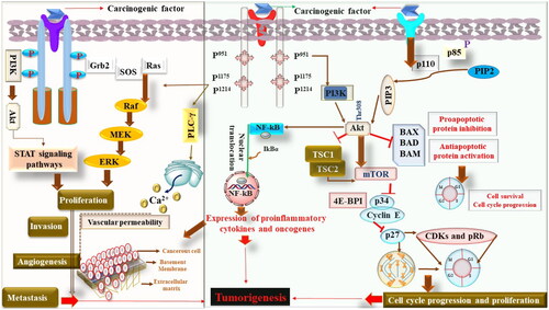 Figure 1. The molecular mechanism of carcinogenesis.