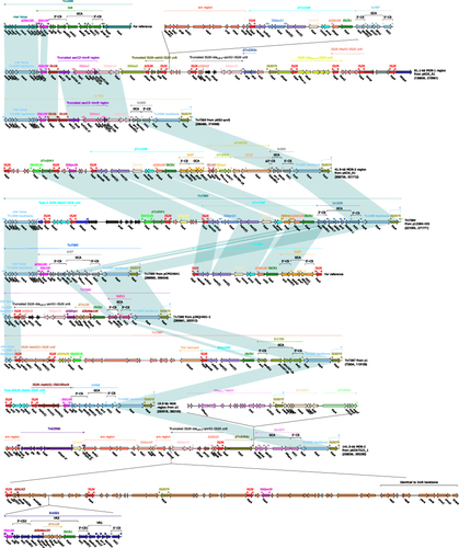 Figure 3 Nine Tn1696-related regions from the seven plasmids. Genes are denoted by arrows. Genes, mobile genetic elements and other features are colored based on their functional classification. Shading denotes regions of homology (nucleotide identity > 95%). The accession numbers of Tn1696Citation35,Citation36 and Tn1548Citation37 for reference are U12338 and AF550415, respectively.