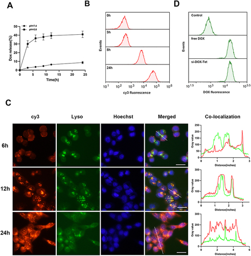 Figure 3 Cellular internalization of si-Tet. (A)The curve of DOX release from si-DOX-Tet incubated in PBS buffer of different pH values. (B) HCT116 cells were incubated with cy3-si-Tet for different times, and the fluorescence signal intensity of cy3 was analyzed by flow cytometry. (C) HCT116 cells were treated with cy3-si-Tet for different times. The subcellular localization of si-Tet was analyzed by fluorescence microscope, and Lysosome was labeled with Lyso-Tracker Green. Scale bar = 20 μm. (D) HCT116 cells were treated with free DOX or si-DOX-Tet for 12 hours, and the efficiency of tetrahedral FNA transport of DOX was analyzed by flow cytometry.