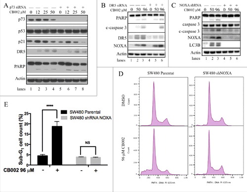 Figure 5. CB002 induces expression of p53 target genes independently of p73 and NOXA is required for CB002-mediated apoptosis. A-(C)Whole cell lysates were subjected to western blot analysis A. p73 was knocked-down by siRNA in SW480 cells followed by CB002 treatment of 16 hrs. B. DR5 was knocked-down by siRNA in DLD-1 cells followed by CB002 treatment of 16 hrs. C. NOXA was knocked-down by shRNA in SW480 cells followed by CB002 treatment of 16 hrs. D-E. Parental SW480 and SW480 NOXA stable knockdown cells treated with CB002 for 48 hrs were subjected to a sub-G1 analysis. E. Two-way ANOVA statistical analysis was performed for results from panel D, p ≤ 0.0001 against DMSO vehicle control. Three replicates were performed, and a representative histogram is shown. c-caspase 3 corresponds to the cleaved form of full-length caspase-3.