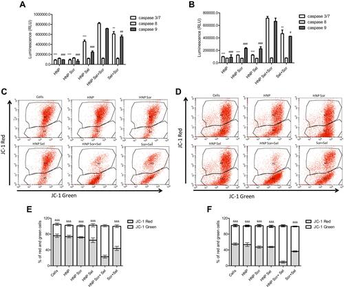 Figure 8 Levels of caspase activation and mitochondrial membrane potential of treated cells. (A and B) Relative luminescence produced by the activity of caspase −3/7, −8 and −9 in (A) HepG2 and (B) Hep3B cells treated, for 72 hours, with empty HNP; HNP containing only selumetinib or sorafenib; HNP containing sorafenib and selumetinib; or with both free drugs. 0.5 μg of HNP or the corresponding free drug concentrations were added to each well of 96-well plates. (C and D) The plot of JC-1 red verse green emission from flow cytometry on mitochondrial membrane potential in HepG2 (C) and Hep3B (D) cells. (E and F) Percentage of HepG2 (E) and Hep3B (F) cells with JC-1 green or red fluorescence quantified by flow cytometry. HepG2 and Hep3B cells were stained with JC-1, for 40 min at 37 °C, after being treated with the different therapeutic approaches. The percentage of green and red cells are expressed as mean ± SD obtained at least from three independent experiments (n=3). Asterisks represent significant differences in caspase 3/7 activity. Cardinals represent significant differences regarding the activity of caspase 9. Ampersands represent significant differences regarding the percentage of cells with JC-1 green fluorescence. (***, ### and &&&P < 0.001); (** and ##P< 0.01)); (#P< 0.05) Denotes a statistically significant difference when compared with cells treated with hybrid nanosystems containing sorafenib and selumetinib.