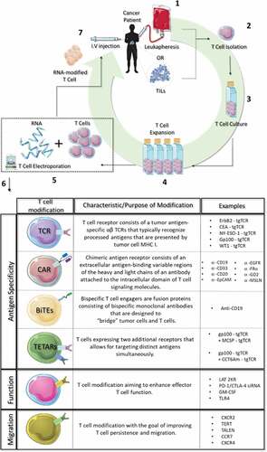 Figure 2. RNA-electroporated T cells. 1. Peripheral blood cells (leukapheresis) or tumor infiltrating lymphocytes (TILs) are collected from cancer patients. 2. T cells are isolated from blood or TILs by density gradient centrifugation. 3. Isolated T cells are incubated at 37οC. 4. T cells are expanded in vitro with cytokines (e.g.IL-2). 5. T cells are combined with RNA and transfected with an electroporation device. 6. Types of RNA T cell modifications. 7. RNA-modified T cells are injected back into the same patient.