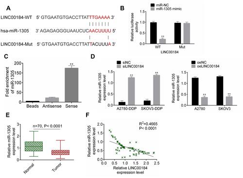 Figure 3 miR-1305 was sponged by LINC00184. (A) The LINC00184-WT and LINC00184-Mut fragments containing the binding site for miR-1305. (B) Dual-luciferase reporter assay. **p<0.01. (C) An RNA pull-down experiment was performed and the enrichment of miR-1305 was measured by qRT-PCR. **p<0.01. (D) miR-1305 expression detection in cells by qRT-PCR. (E) qRT-PCR for miR-1305 expression in clinical specimens. **p<0.01. (F) Pearson’s correlation analysis for LINC00184 and miR-1305 expression in tumor tissues. All experiments were performed in triplicate.