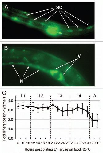 Figure 1 kin-19/CKIα expression during C. elegans larval development. kin-19::GFP translational reporter expression in the (A) epidermal seam cells (SC), (B) vulval cells (V) and neuronal cells (N) of the ventral nerve cord in L4 stage wildtype animals. Images taken at 430×. (C) Expression levels of kin-19 transcript, relative to ama-1 transcript, during larval stages in wildtype C. elegans grown at 25°C.
