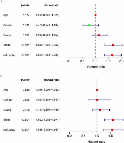 Figure 11. The prognostic value of the FAM83D-associated prognostic signature in the TCGA dataset. (a) Univariate COX analysis of risk-score and clinical characteristics. (b) Multivariate COX analysis of risk-score and clinical characteristics