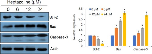 Figure 5. Heptazoline alters apoptosis-related proteins. Western blots showing the expression of Bax, BCl-2, caspase-3 in heptazoline-treated SCC-15 cells. Experiments were performed in triplicate.