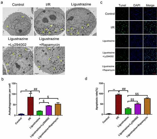 Figure 3. Inhibition of PI3K or mTOR reversed the suppressed autophagy and apoptosis mediated by ligustrazine in RGCs induced by retinal I/R injury. (a) After treatment with ligustrazine alone or ligustrazine with Ly294002 or rapamycin, the autophagy of RGCs after retinal I/R injury was identified by TEM. Yellow arrows indicate the number of autophagosomes. (b) The number of autophagosomes was counted, n = 3; **p< 0.01 vs. normal group; ##p< 0.01 vs. model group. $p< 0.05 vs. ligustrazine group. (c) Apoptosis was determined by TUNEL staining in the treated retinal I/R model. Magnification, 100 ×; Scale bar = 100 μm. (d) Apoptosis rate of the treated retinal I/R model RGCs was determined. **p< 0.01 vs. normal group; ##p< 0.01 vs. model group. $$p< 0.01 vs. ligustrazine group