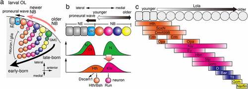 Figure 2. Temporal patterning in the optic lobe (a) During medulla development in the OL, NBs are sequentially differentiated from NEs behind the proneural wave, which is marked by the expression of Lsc. A NB produce a GMC, which divides to produce neurons and/or glial cells inside the brain. Sequential TTF expression in NBs enables sequential production of different types of cells in the brain. (b) Hth expressed in NEs and the youngest NBs triggers the expression of Dscam1 and the production of Hth/Bsh-positive neurons. Dl expressed at the proneural wave front activates Notch signalling at the wave front and NBs distant from the wave front. The Notch activity in NBs triggers the expression of Klu and the production of Run-positive neurons. (c) Multiple temporal transcription factors are sequentially expressed in NEs and NBs. Erm and Opa are expressed twice forming a gap between the two expression domains. Lola is expressed throughout NBs to control the speed of the temporal cascade progression.