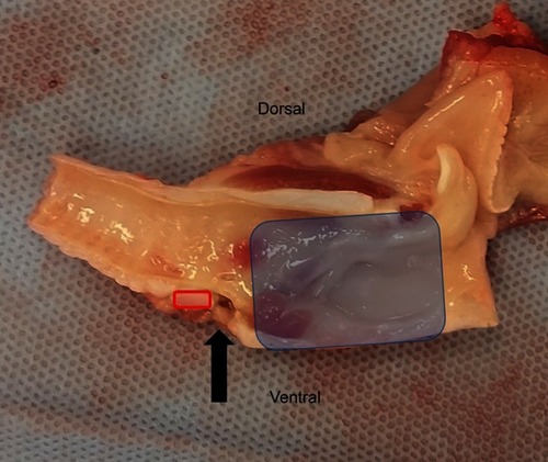 Figure 2 Sagittal section of weaner pig larynx. Blue box indicates thyroid cartilage. Red box indicates cross-section of ventral cricoid cartilage and black arrow indicates the position of the cricothyroid notch.