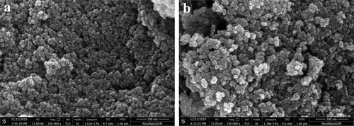 Figure 3. HR-SEM micrographs of Ch-MNPs before (a) and after Pb (II) adsorption (b) [Citation16].