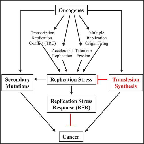 Figure 2. The role of oncogene-induced RS in the development of cancer