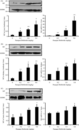 Figure 2. Dose effect of PQ on MT levels. Levels found in the (A) liver, (B) kidney, and (C) testes. Organs were removed from mice after 28 days of treatment with PQ. Protein synthesis (left panel) and mRNA expression (right panel) were examined, respectively, by Western blot and quantitative real-time PCR. Densitometry was performed after normalization to control (HSP60). Mt1 mRNA levels were normalized to GAPDH expression in each sample. Data represent the mean of three independent experiments. Bar represents mean ± SEM. n = 4 mice/group; *p < 0.05, **p < 0.01 vs vehicle-treated control.