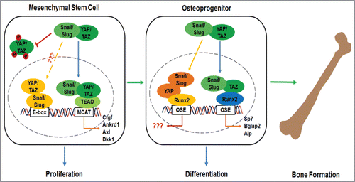 Figure 3. Schematic model of Snail/Slug-YAP/TAZ complexes in regulating MSC function.