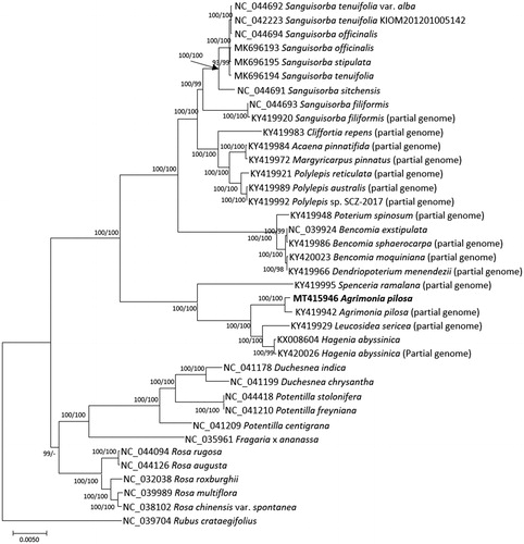 Figure 1. Neighbor joining (bootstrap repeat is 10,000) and maximum-likelihood (bootstrap repeat is 1,000) phylogenetic trees of ten Rosa chloroplast genomes and three outgroup species: Agrimonia pilosa (MT415946 in this study and KY419942; partial genome; Zhang et al. Citation2017), Acaena pinnatifida (KY419984; partial genome; Zhang et al. Citation2017), Bencomia exstipulata (NC_039924), Bencomia moquiniana (KY420023; partial genome; Zhang et al. Citation2017), Bencomia sphaerocarpa (KY419986; partial genome; Zhang et al. Citation2017), Cliffortia repens (KY419983; partial genome; Zhang et al. Citation2017), Dendriopoterium menendezii (KY419966; partial genome; Zhang et al. Citation2017), Fragaria x ananassa cultivar Benihoppe (NC_035961; Cheng et al. Citation2017), Hagenia abyssinica (KX008604; Gichira et al. Citation2017) and KY420026; partial genome; Zhang et al. Citation2017), Leucosidea sericea (KY419929; partial genome (Zhang et al. Citation2017)), Margyricarpus pinnatus (KY419972; partial genome; Zhang et al. Citation2017), Polylepis australis (KY419989; partial genome; Zhang et al. Citation2017), Polylepis reticulata (KY419921; partial genome; Zhang et al. Citation2017), Polylepis sp. SCZ-2017 (KY419992; partial genome; Zhang et al. Citation2017), Potentilla centigrana (NC_041209; Park et al. Citation2019a), Potentilla freyniana (NC_041210; Park et al. Citation2019b), Duchesnea chrysantha (NC_041199; Park, Heo, et al. Citation2019), Duchesnea indica (NC_041178; Heo, Kim, et al. Citation2019), Potentilla stolonifera var. quelpaertensis (NC_044418; Heo, Park, et al. Citation2019), Poterium spinosum (KY419948; partial genome; Zhang et al. Citation2017), Rosa chinensis var. spontanea (NC_038102; Jian et al. Citation2018), Rosa multiflora (NC_039989; Jeon and Kim Citation2019), Rosa roxburghii (NC_032038; Wang et al. Citation2018), Rosa rugosa (NC_044094; Kim et al. Citation2019), Rosa angusta (NC_044126; Kim et al. Citation2019), Rubus crataegifolius (NC_039704; Yang et al. Citation2017), Sanguisorba filiformis (NC_044693 (Meng et al. Citation2018) and KY419920; partial genome; Zhang et al. Citation2017), Sanguisorba officinalis (NC_044694 (Meng et al. Citation2018) and MK696193), Sanguisorba sitchensis (NC_044691; Meng et al. Citation2018), Sanguisorba tenuifolia var. alba (NC_044692; Meng et al. Citation2018), Sanguisorba tenuifolia (NC_042223 (Park et al. Citation2018) and MK696195), Spenceria ramalana (KY419995; partial genome; Zhang et al. Citation2017), Sanguisorba stipulate (MK696195; partial genome; Zhang et al. Citation2017). Phylogenetic tree was drawn based on maximum-likelihood tree. The numbers above branches indicate bootstrap support values of maximum-likelihood and neighbor-joining phylogenetic tree, respectively.