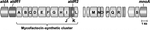 Figure 2. Gene organization between aldA and mnoA in R. erythropolis N9T-4.The gene annotations (accession no. LC514289) for open reading frames in the figure are as follows: aldA, NAD-dependent aliphatic dehydrogenase; aldR1 and aldR2, transcriptional regulators examined in this study; mnoA, N,N’-dimethyl-4-nitrosoaniline-dependent methanol dehydrogenase; A, GMC family oxidoreductase; B, glycosyltransferase; C, peptidyl dipeptidase; D, HNH endonuclease; E, FadH/OYE family oxidoreductase; F, NAD-dependent oxidoreductase; G, FadH/OYE family oxidoreductase; H, heme/Flavin dehydrogenase; I, radical SAM maturase; J, mycofactocin binding protein; K, mycofactocin precursor; L, SAM methyltransferase; M, ABC permease; N, ABC ATP-binding protein; O, transcriptional regulator; P, response regulator; Q, sensor histidine kinase; R, Fe-alcohol dehydrogenase; S, ATPase. The gene products of the other open reading frames are annotated as hypothetical proteins.