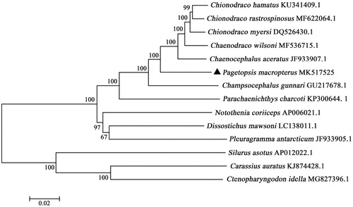 Figure 1. The phylogenetic tree based on complete mtDNA sequences using the neighbour-joining method in MEGA 5.1. Pagetopsis macropterus was highlighted with a black triangle.