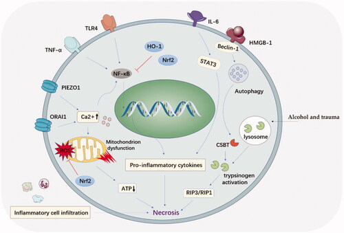 Figure 2. Cellular events and potential therapeutic targets for acute pancreatitis.