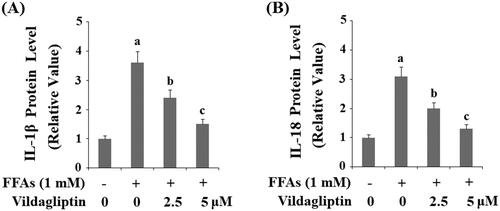 Figure 6. Vildagliptin inhibits FFA-induced maturation of IL-1β and IL-18. (A). Secretion of IL-1β was assessed by ELISA; (B). Secretion of IL-18 was assessed by ELISA. Human umbilical vein endothelial cells (HUVECs) were treated with high FFAs (1 mM) in the presence or absence of vildagliptin (2.5, 5 μM) for 48 h (a, b, c, p < .01 vs. previous column group).