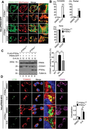Figure 8. PTENα promotes PRKN mitochondrial translocation and PRKN-mediated mitophagy. (a) CCCP induced PRKN translocation onto mitochondria in PTENα+/+ and PTENα-/- HeLa. Cells stably expressing PRKN-GFP were treated with 10 μM CCCP for 30 min. Colocalization of PRKN-GFP and mitochondria (MitoTracker Red) is indicated by yellow dots. Complete colocalization (arrow), partial colocalization (hollow arrow), and no colocalization (arrowhead) are indicated. Magnification: 100x; scale bars: 10 μm. (b) Summary of PRKN translocation in DMSO- or CCCP-treated PTENα+/+, PTENα-/- HeLa cells. Cells (20) from each condition were used for calculation of percentages according to the criteria in (A). Data were obtained from 3 independent experiments. Data are presented as mean ± SEM; ***p < 0.001 comparing PTENα+/+, PTENα-/- groups, analyzed by two-way ANOVA followed by Bonferroni’s multiple comparisons test. ANOVA F1, 8 = 36.38 in ‘Complete’; F1, 8 = 64.72 in ‘Partial’; F1, 8 = 156.9 in ‘None’. (c) COX4I1 degradation following O-A treatment. Plasmids encoding FLAG-PTENα and PRKN-GFP were co-transfected into PTENα+/+ or PTENα-/- HeLa cells. Cells were treated with 10 μM oligomycin and 4 μM antimycin A for 12 h and potential targets were evaluated by western blotting. Remaining COX4I1 protein levels were quantified with ImageJ (n = 3). **p < 0.01; ***p < 0.001 comparing PTENα+/+, PTENα-/- groups, analyzed with the paired Student’s t test. (d) O-A induced colocalization of GFP-LC3B with mitochondria. PTENα+/+ or PTENα-/- HeLa cells stably expressing PRKN-MYC were transfected with a plasmid encoding GFP-LC3B for 48 h, and treated with10 μM oligomycin and 4 μM antimycin A for 12 h. Magnification: 100x; scale bars: 20 μm. Colocalization analysis of mitochondria and GFP-LC3B with the Pearson correlation coefficient by ImageJ software. n = 17 cells from each group. Data are presented as mean ± SEM; ***p < 0.001 comparing PTENα+/+, PTENα-/- groups, analyzed by two-way ANOVA followed by Bonferroni’s multiple comparisons test. ANOVA F1, 64 = 18.9.