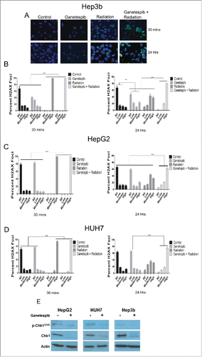 Figure 3. Ganetespib delays the repair of radiation-induced double strand breaks and downregulates the double strand break repair protein Chk1 in HCC cells. Immunofluorescence (IF) for γH2AX foci counterstained with DAPI and images captured using a fluorescent microscope. (A) Representative images are shown for Hep3B cell line at 30 minutes and 24 hours for each of the treatment arms; 20 nM ganetespib and/or 4 Gy of radiation when used. (B-D) Quantification of the percent of nuclei demonstrating no, low (<10 foci), moderate (10–25 foci) or high (>25) γ-H2AX foci per nuclei was quantified for all cell lines for each of the treatment arms and depicted graphically with standard error of the mean (SEM). For all cell lines, radiation alone and ganetespib-radiation resulted in a greater percentage of nuclei with a high number of γ-H2AX foci at 30 minutes when compared to any other treatment arm (p < 0.001, Fisher's exact test). At 24 hours, the ganetespib-radiation arm maintained a larger percentage of high γ-H2AX foci when compared to radiation alone (p < 0.001 for Hep3b and HUH7 and p = 0.0002 for HepG2, Fischer's exact test). (E) Cells were exposed to 24 hours of 50 nM ganetespib followed by an additional 24 hours prior to protein extraction and Western blotting for DNA damage response regulator p-Chk1-Ser345 and total Chk1 in all 3 HCC cell lines.