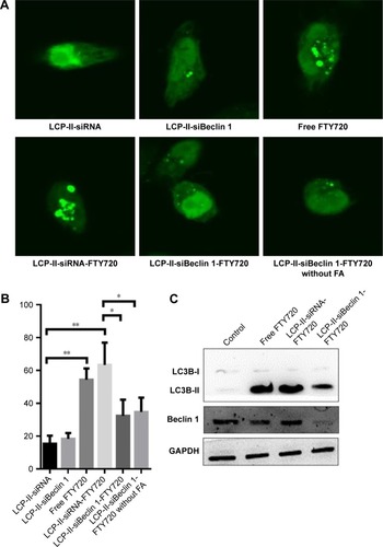 Figure 5 Formation of LC3 and GFP-LC3 puncta after treatment with LCP-II NPs.Notes: (A) SMMC-7721 cells were transfected with GFP-LC3 and treated with LCP-II-siRNA, LCP-II-siBeclin 1 or LCP-II-siBeclin 1-FTY720 NPs with or without FA (total FTY720 7.5 μM) or with 7.5 μM FTY720 for 24 h; representative images of GFP-LC3 puncta formation are shown. (B) The percentage of cells presenting with typical GFP-LC3 puncta. (C) After treatment with PBS control, 7.5 μM FTY720, LCP-II-siRNA-FTY720 or LCP-II-siBeclin 1-FTY720 (total FTY720 7.5 μM) NPs for 24 h, the levels of LC3B-II and Beclin 1 were measured by Western blotting (*P<0.05, **P<0.01).Abbreviations: FA, folic acid; FTY720, fingolimod; LCP-II NPs, lipid/calcium/phosphate type II nanoparticles; siBeclin 1, Beclin 1 siRNA.