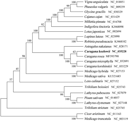 Figure 1. Phylogenetic tree based on 24 complete cp genome sequences.