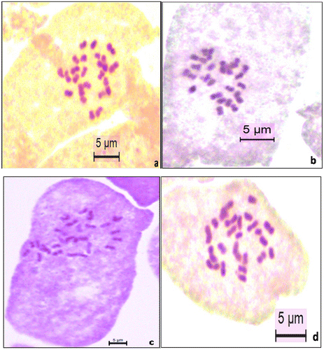 Figure 1. Somatic chromosomes of (a) Q. infectoria subsp. boissieri; (b) Q. pubescens; (c) Q. robur; (d) Q. vulcanica.