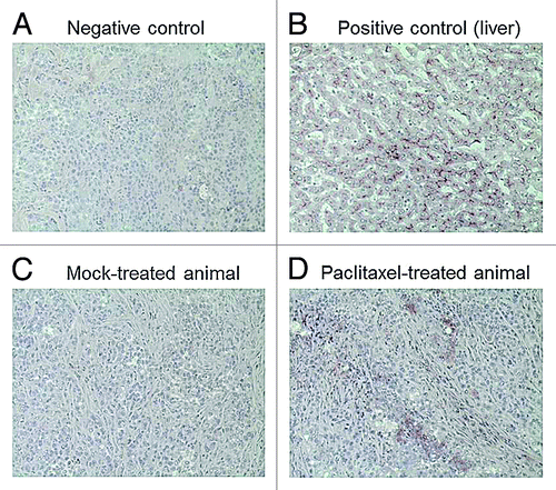 Figure 4. Representative images of tissue slices stained for Pgp expression. (A) Negative control (tumor slice treated with secondary antibody only); (B) Positive control (liver) showing typical Pgp expression at the canalicular membrane of hepatocytes; (C) Tumor Pgp expression in a mock-treated animal; (D) Tumor Pgp expression in a paclitaxel-treated animal.