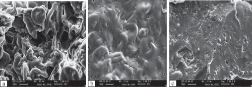 Figure 4 Scanning electron micrograph of bread: (a) control; (b) 500 U lipoxygenase; (c) 1000 U lipoxygenase.