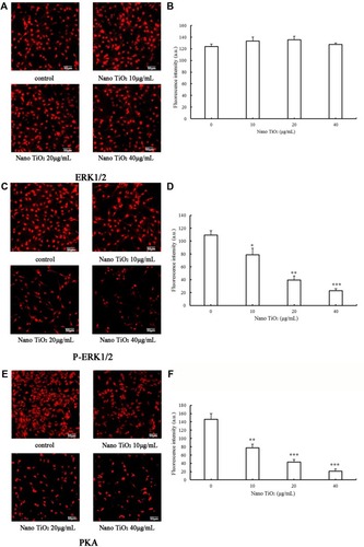 Figure 11 Effects of nano-TiO2 on ERK1/2 signaling pathway-related proteins involved in testosterone synthesis in primary cultured rat LCs for 24 hours determined via ICC. Figure 12 Effects of nano-TiO2 on ERK1/2 signaling pathway-related proteins involved in testosterone synthesis in primary cultured rat LCs for 24 hours determined via Western blotting.Notes: (A) Representative Western blots of proteins in LCs. (B) Integrated value of pERK1/2/ERK1/2 from representative blots of proteins in LCs (*P<0.05 and ***P<0.001). (C) β-Actin density values from representative blots of proteins in LCs (*P<0.05, **P<0.01, and ***P<0.001). Consistent with ICC data, the results support dysfunction of the ERK1/2 pathway in LCs treated with nano-TiO2. Values represent mean ± SD (n=5).Abbreviations: LCs, Leydig cells; nano-TiO2, nanoparticulate TiO2; ICC, immunocytochemistry.Display full sizeNotes: (A) Representative result determined via ICC of ERK1/2 in LCs. (B) Fluorescence intensity of ERK1/2 in LCs (*P<0.05, **P<0.01, and ***P<0.001). (C) Representative result determined via ICC of pERK1/2 in LCs. (D) The fluorescence intensity of pERK1/2 in LCs (*P<0.05, **P<0.01 and ***P<0.001). (E) Representative result determined via ICC of PKA in LCs. (F) Fluorescence intensity of PKA in LCs (*P<0.05, **P<0.01, and ***P<0.001). (G) Representative result determined via ICC of PKC in LCs. (H) Fluorescence intensity of PKC in LCs (*P<0.05, **P<0.01, and ***P<0.001). Results, presented as mean ± SD (n=5), clearly indicate dysfunction of the ERK1/2 pathway in LCs treated with nano-TiO2.Abbreviations: ICC, immunocytochemistry; LCs, Leydig cells; nano-TiO2, nanoparticulate TiO2.