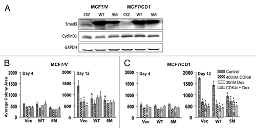 Figure 2. Treatment with CDK4i and doxorubicin combination therapy or transduction with 5M Smad3 suppresses colony growth. (A) MCF7/V and MCF7/CD1 cells were transduced with CS2 vector, WT Smad3, or 5M Smad3. Protein was extracted and immunoblotted with Smad3, cyclin D, and GAPDH. (B) MCF7/V and (C) MCF7/CD1 cells were transduced with CS2 vector control, WT Smad3, or 5M Smad3 and treated over the course of 12 d with control DMSO, 400 nM CDK4i, 30 nM doxorubicin, or combination therapy. Colony area was measured at the indicated time points using Metamorph software. Experiments were repeated 3 times and representative results are shown. Error bars indicate ± SE. * indicates P < 0.05 for comparisons between vector transduced cells and WT and 5M transduced cells treated with control. ^ indicates P < 0.05 for comparisons between control treatment and study treatments for each transduced construct within each cell line.