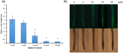 Figure 1. The effect of juglone treatment on growth of tobacco (Nicotiana benthamiana) seedlings and juglone induces reactive oxygen species (ROS) production in tobacco roots. (a) Five-day-old tobacco seedlings were transferred to Murashige and Skoog (MS) medium supplemented with concentrations of juglone. Seminal root lengths were measured after 5 days. Data are mean ± SD of three experiments. *p < 0.05 by paired t-test. Bar, 3 cm. (b) Root samples were labeled with 10 μΜ CM-H2DCF-DA for 30 min, then treated with concentrations of juglone. Green fluorescence indicates the presence of ROS.