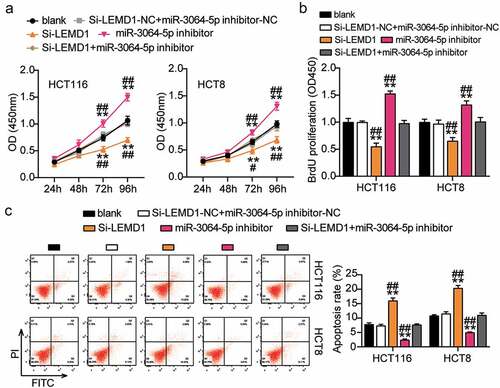 Figure 8. MiR-3064-5p attenuated cell proliferation and elevated cell apoptosis by inhibiting LEMD1