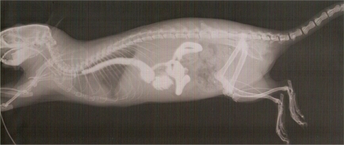 Figure 5 Profile X-ray of one animal of group 1 at week 30.
