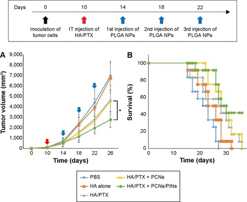 Figure 8 In vivo tumor volume and animal survival after intratumoral (IT) injection of an anticancer drug (HA/PTX) and immune modulators (PCNs with or without PINs).Notes: (A) Time course of tumor growth (n=12) after the injections (filled arrow: HA/PTX; unfilled arrow: PLGA NPs) of either PBS, HA alone, or HA/PTX with or without PLGA NPs (*P<0.05 vs the PCNs group). (B) Kaplan–Meier survival plot of the mice inoculated with cancer cells and then subjected to intratumoral injection of the indicated materials. Red and blue arrows, represent the points of anticancer drug, and immune modulators, respectively.Abbreviations: HA, hyaluronic acid; PTX, paclitaxel; PLGA, poly(lactic-co-glycolic acid); NP, nanoparticle; PBS, phosphate-buffered saline; vs, versus.