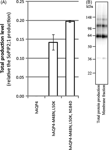 Figure 5.  Overproduction of hAQP4 is affected by its folding pathway and tetramer stability. (A) Bar chart showing the total production level of the three different hAQP4 constructs analysed in this study. The production of hAQP4 was drastically increased when the amino acids close to TMD2 were mutated to mimic hAQP1 (hAQP4-M48N, L50K). An even higher significant increase was observed when an additional amino acid important for tetramer stability was mutated as well (hAQP4-M48N, L50K, N184D). The scale on the y-axis is the same as in Figure 3A (B) Immunoblot showing the total protein production and membrane fraction, respectively, for hAQP4-M48N, L50K, N184D produced by fermentor growth.