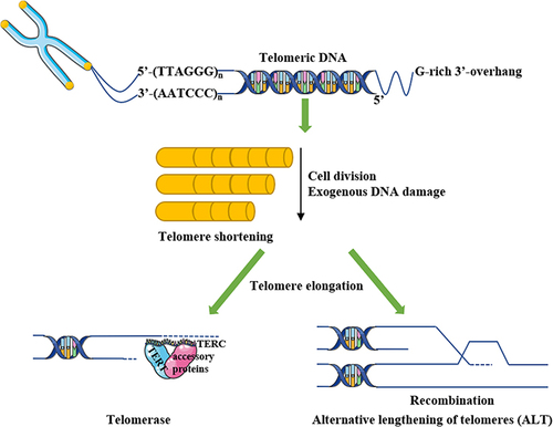 Figure 1 Telomere and telomere dynamics. Telomere, a capping structure at the chromosome termini, consists of tandem repeated 5’-(TTAGGG)n-3’ double stranded DNA sequence (15–20 kb in human telomere) with a terminus of G-rich single stranded 3’-overhang (50–200 nucleotides) and a multiprotein complex that binds to the telomere. Telomere dynamics refer to the shortening and lengthening of telomeres. Specifically, telomeres are shortened during cell division or exogeneous DNA damage, meanwhile elongated with telomerase action or alternative lengthening telomeres (ALT) mechanisms.