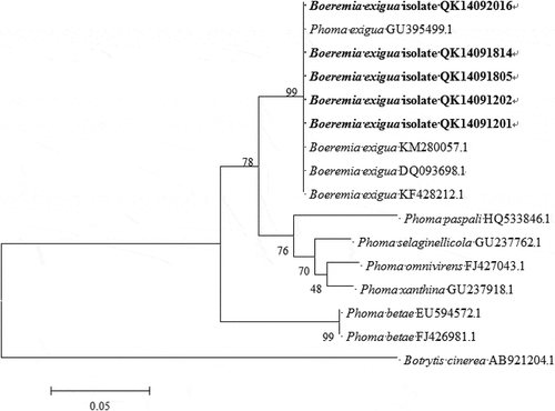 Fig. 2 Phylogenetic tree obtained through the neighbour-joining method using the MEGA 5.1 program based on the internal transcribed spacers (ITS) sequence of five isolates from this study, and 10 isolates retrieved from GenBank. Bootstrap support values (%) resulting from 1000 replicates are shown at the branch points. Botrytis cinerea served as the outgroup.