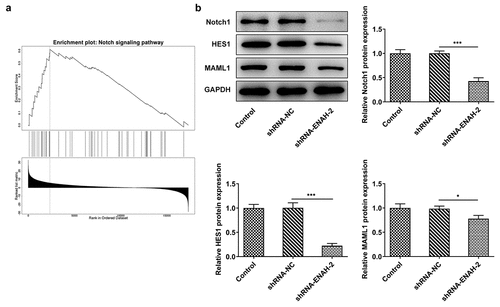 Figure 5. ENAH modulates the activation of Notch signaling pathway. (a) The correlation between ENAH and Notch signaling pathway was detected based on linkedomics database. (b) Western blot analyzed the protein levels of Notch1, HES1 and MAML1. *P < 0.05, ***P < 0.001. Notch1, Notch receptor 1. HES1, hes family bHLH transcription factor 1. MAML1, mastermind like transcriptional coactivator 1.