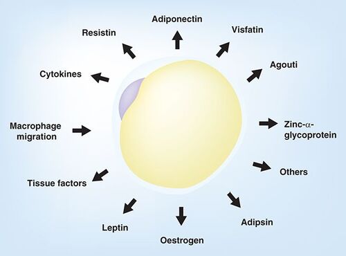 Figure 2. An adipocyte and the factors that are known to be released from adipocytes.These include adipokines, cytokines and other factors that influence energy expenditure and metabolic disease.