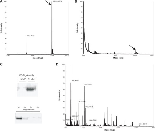 Figure 3 Biophysical characterization of FGF1V-gold nanoparticles. (A) Mass spectrometry analysis of intact FGF1V. (B) Mass analysis of FGF1V-gold nanoparticles reduced with TCEP. (C) Western blot analysis of conjugates and their preparation steps with anti-FGF1 antibody. Upon SDS-PAGE, separation FGF1V can be detected only after reduction by TCEP – when released from the nanoparticle surface. (D) Mass spectrometry analysis of trypsin digest of FGF1V-coated gold nanoparticles.Note: Tryptic peptides corresponding to the FGF1V sequence are annotated.Abbreviations: FGF1V, fibroblast growth factor 1 variant; TCEP, tris(2-carboxyethyl)phosphone; FGF1, fibroblast growth factor 1; SDS-PAGE, sodium dodecyl sulfate polyacrylamide gel electrophoresis.