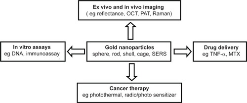 Figure 7 The versatile properties of gold nanoparticles have been employed for biomedical applications in many areas.