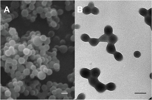 Figure 1 Scanning electron microscope (A) and high resolution transmission electron microscope (B) images of PCL NPs.Note: All scale bars shown in the figure are 150 nm.Abbreviations: NPs, nanoparticles; PCL, poly(ε-caprolactone).