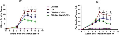 Figure 4. The inhibitory effect of Ber-BMSC-EXs on the RA progression in CFA rats. Ber-BMSC-EXs significantly decreased score of the arthritis index (A) and the volume of the paw swelling (B) in CIA rats compared with control rats. Of note, the inhibitory effects of Ber-BMSC-EXs on the activated CIA-FLSs were significantly higher than that of BMSC-EXs. The changes of arthritis scores (A) and the paw swelling (B) were evaluated at weekly intervals from week 4 to week 8 after the first immunization in different experimental groups. The results of the paw swelling volume assessment are represented as the mean ± SD (n = 8). The results of the arthritis index are expressed as the median [25% percentile − 75% percentile] (n = 8). *p = 0.02 statistical difference between CIA group and CIA + Ber-EXs group, $p < 0.001 statistical difference between CIA group and CIA + Ber-EXs group, ***p < 0.001 statistical difference between CIA group and CIA + EXs group, and p < 0.001 statistical difference between CIA + EXs group and CIA + Ber-EXs, #p = 0.02 statistical difference between CIA + EXs group and CIA + Ber-EXs.