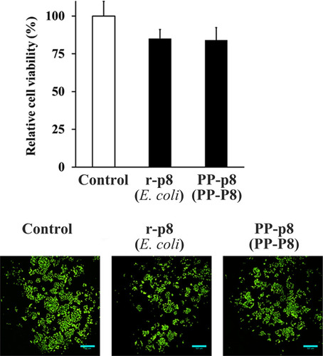 Figure 2 Anti-CRC efficacy of r-P8 and PP-P8. To compare anti-cancer activity of P8 proteins from different sources, DLD-1 cells treated with control, r-P8, or PP-P8 were examined under an ImageXpress Micro Confocal microscope. Cells were stained with the live marker Syto9 (Green).