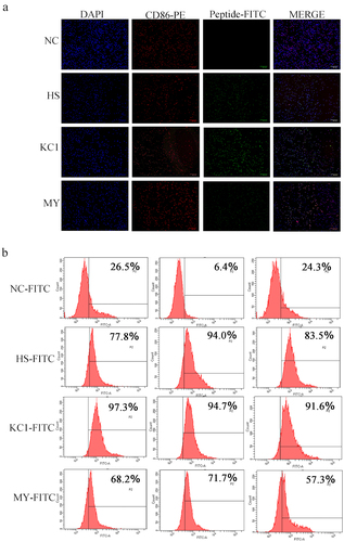 Figure 4. Binding ability of dc-targeting peptides to raMoDCs. (a) Fluorescence microscopy images showing the binding of FITC-labeled HS, KC1, MY, and negative control (NC) peptides to raMoDCs. (b) Flow cytometry analysis of the binding ability of the peptides to raMoDCs. Red indicates rabbit DCs expressing CD86, green represents FITC-labeled peptides, and blue represents nuclei stained with DAPI. Changes in brightness, contrast, or color balance were applied uniformly to all pixels in the microscopy image.
